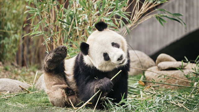 Zoo Kopenhagen