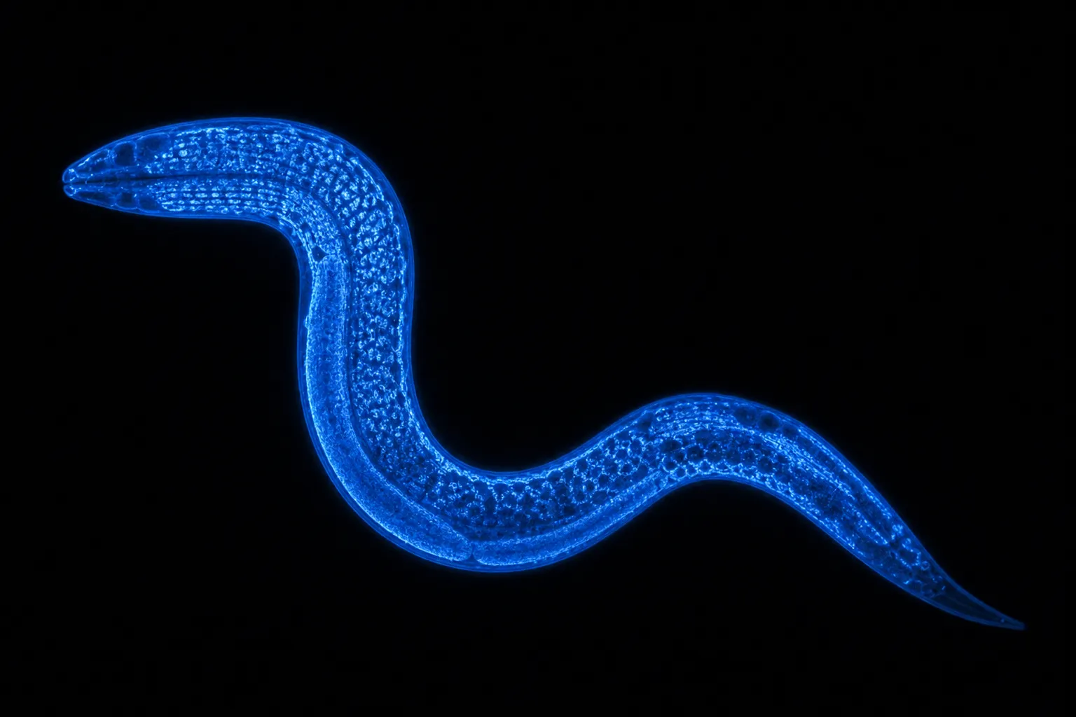 Wie der Erhalt von Peroxisomen die Zellkraftwerke schützt und das Leben verlängert